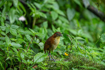 Little Yelloe breasted antpitta in the equatorial forests