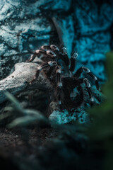Hairy spider captured in low light, showcasing its detailed textures and mysterious appearance.