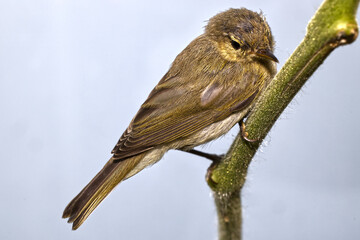 Small bird Common Chiffchaff sitting on a green stem with light background
