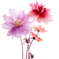 A bouquet of pink and purple flowers with vivid colors and intricate details, perfect for botanical and floral design themes.