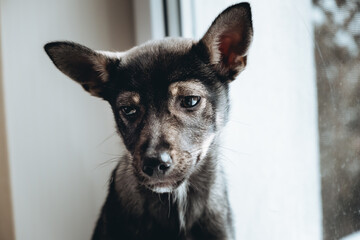 Portrait of bored dog sitting on windowsill. Pet with sad look. Homeless puppy waiting a new owner in shelter for animals. Loneliness concept. Depressed mood. Copy space. High quality photo