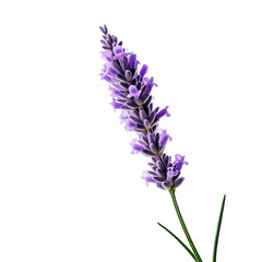 Obraz premium Close-up of a single lavender flower in full bloom, isolated on a white background. Ideal for botanical, aromatherapy, and floral-themed projects.