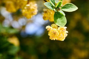 Obraz premium Yellow flowers in bloom. Berberis vulgaris or common barberry European or simply barberry shrub in genus Berberis native to Old World. Selective focus with copy space.