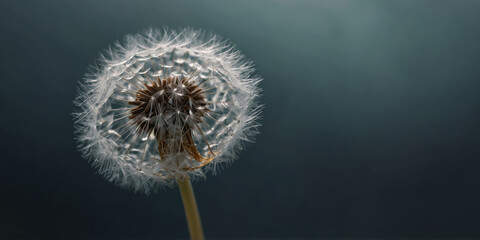 Close-up of a delicate dandelion seed floating away.