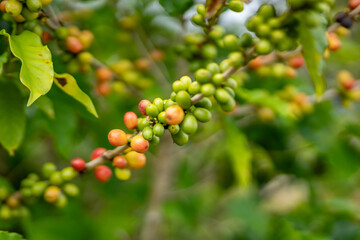 Coffea arabica, Arabica coffee, is a species of flowering plant in the coffee and madder family Rubiaceae. Green World Coffee Farm, North Shore, Oahu Hawaii