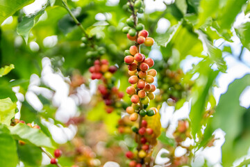 Coffea arabica, Arabica coffee, is a species of flowering plant in the coffee and madder family Rubiaceae. Green World Coffee Farm, North Shore, Oahu Hawaii