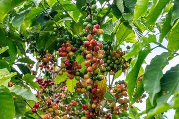 Coffea arabica, Arabica coffee, is a species of flowering plant in the coffee and madder family Rubiaceae. Green World Coffee Farm, North Shore, Oahu Hawaii