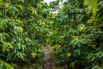 Coffea arabica, Arabica coffee, is a species of flowering plant in the coffee and madder family Rubiaceae. Green World Coffee Farm, North Shore, Oahu Hawaii