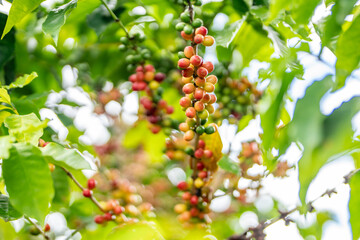 Coffea arabica, Arabica coffee, is a species of flowering plant in the coffee and madder family Rubiaceae. Green World Coffee Farm, North Shore, Oahu Hawaii