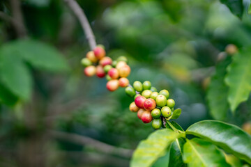 Coffea arabica, Arabica coffee, is a species of flowering plant in the coffee and madder family Rubiaceae. Green World Coffee Farm, North Shore, Oahu Hawaii