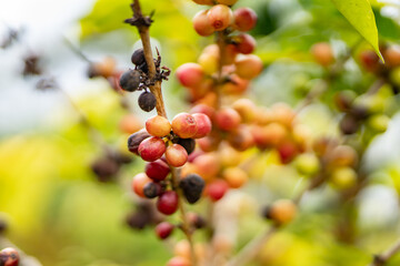 Coffea arabica, Arabica coffee, is a species of flowering plant in the coffee and madder family Rubiaceae. Green World Coffee Farm, North Shore, Oahu Hawaii