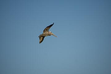 Fototapeta premium pelican flying