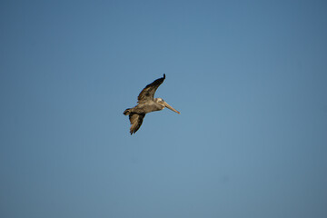 pelican flying