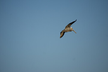 pelican flying