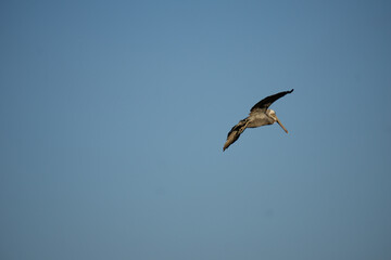pelican flying