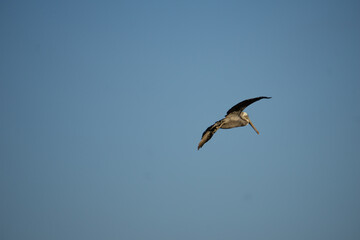 pelican flying