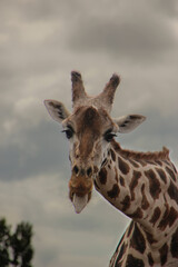 giraffe