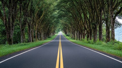 Fototapeta premium A scenic road lined with trees on both sides, with a yellow line guiding the way down the middle, creating a peaceful drive.