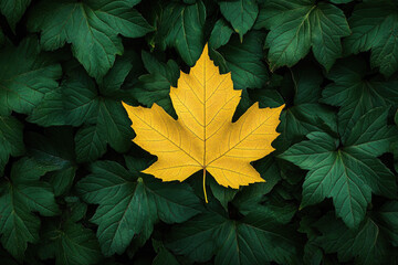 Yellow maple leaf lying on green foliage.