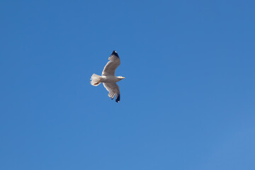 A white seagull soaring against a clear blue sky on a sunny summer day