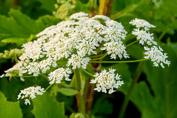 Poisonous hogweed thickets in the field large umbels blooming