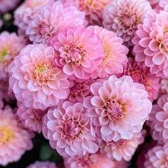 A bouquet of pink dahlias, with each flower displaying delicate layers of petals in various shades of pink