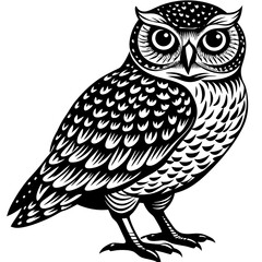 Burrowing Owl white background