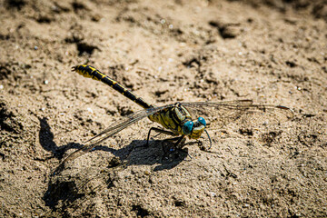 dragonfly on a wall