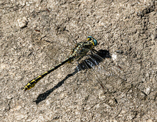 dragonfly on a wall