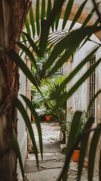 Palm Leaves Archway Entrance Into Garden