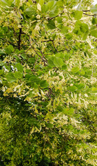 Blooming branches of linden with green leaves.