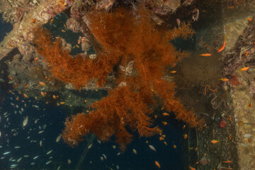 Coral reef and water plants in the Red Sea, Eilat Israel
