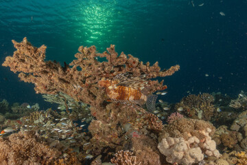 Lionfish in the Red Sea colorful fish, Eilat Israel
