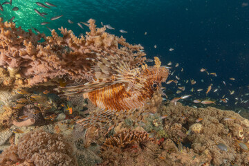 Lionfish in the Red Sea colorful fish, Eilat Israel
