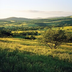 A tranquil view of the green savannah, with the landscape bathed in soft sunlight and a sense of open space