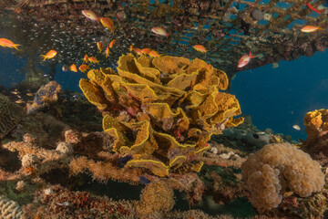 Coral reef and water plants in the Red Sea, Eilat Israel
