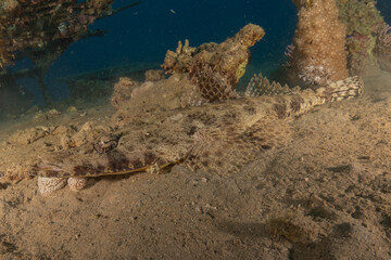 Fish swimming in the Red Sea, colorful fish, Eilat Israel
