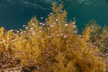 Coral reef and water plants in the Red Sea, Eilat Israel
