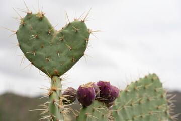 A heart-shaped Prickly Pair Cactus