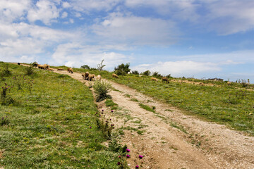 A small flock of sheep on the road.