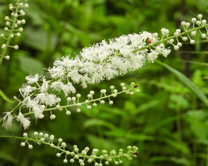 Actaea racemosa, the black cohosh, black bugbane, black snakeroot, rattle-top, or fairy candle, native North American woodland wildflower