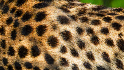 Cheetah fur, natural authentic wild animal hide, safari background and fur texture spotted natural pattern. African influence background with copyspace, room for text and logo