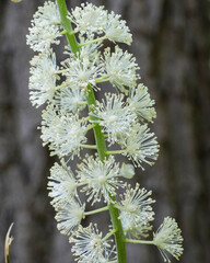 Actaea racemosa, the black cohosh, black bugbane, black snakeroot, rattle-top, or fairy candle, native North American woodland wildflower