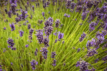 Macro photo of a lavender flowers on a lavender field on Hungary