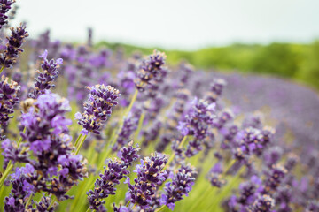 Sea of lavender flowers in a lavender field in the hungarian countryside
