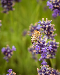 Bee looking for nectar of lavender flowers, pollinating the lavender field