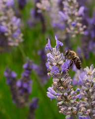 Bee looking for nectar of lavender flowers, pollinating the lavender field