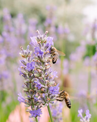 Bee looking for nectar of lavender flowers, pollinating the lavender field