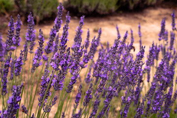 Sea of lavender flowers in a lavender field in the hungarian countryside