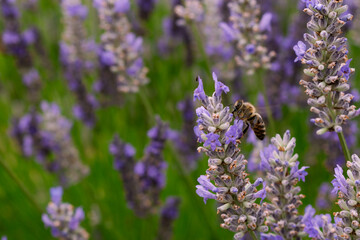 Bee looking for nectar of lavender flowers, pollinating the lavender field